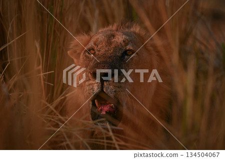 Male lion lies in grass opening mouth 134504067