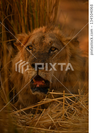 Male lion lies in grass with catchlights Male lion lies in grass with catchlights 134504068