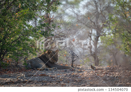 Male lion lies near bushes lowering head Male lion lies near bushes lowering head 134504070