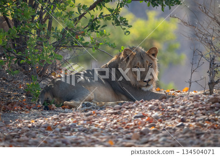 Male lion lies near bushes watching camera Male lion lies near bushes watching camera 134504071