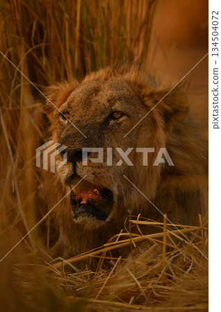 Male lion lies opening mouth in grass 134504072