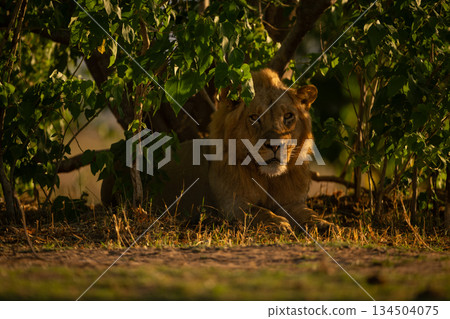 Male lion lies watching camera from bushes Male lion lies watching camera from bushes 134504075