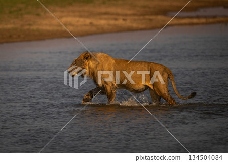 Male lion walking through river lifting foot 134504084