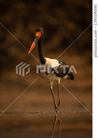 Saddle-billed stork wades through pool with catchlight 134504090