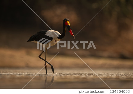Saddle-billed stork wades through water lifting foot Saddle-billed stork wades through water lifting foot 134504093
