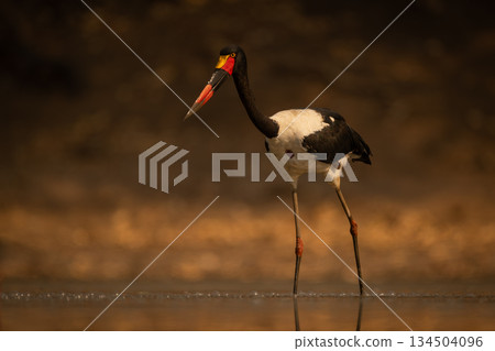 Saddle-billed stork wading through pool leaning forward 134504096