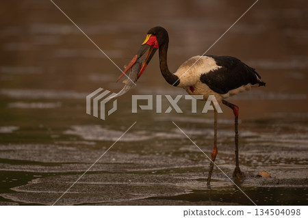Saddle-billed stork walks across mudflats holding fish Saddle-billed stork walks across mudflats holding fish 134504098