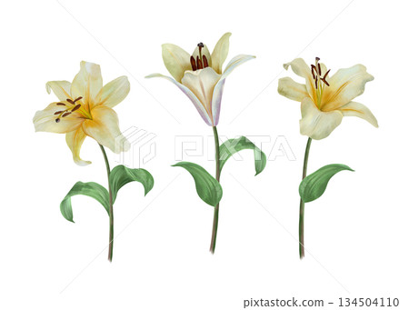 White lilies. Hand drawn watercolor illustration of pastel flowers isolated. For wedding invitations and birthday cards. Suitable for Valentines Day, Annunciation, Easter, Epiphany and funerals. White lilies. Hand drawn watercolor illustration of pastel flowers isolated. For wedding invitations and birthday cards. Suitable for Valentines Day, Annunciation, Easter, Epiphany and funerals. 134504110