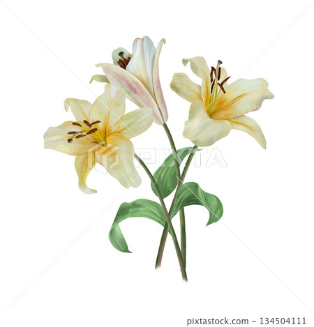 White lilies. Bouquet of delicate pastel flowers. Hand drawn watercolor illustration, isolated. For wedding invitations, birthday cards, Valentines Day, Annunciation, Easter, Epiphany and funerals. 134504111