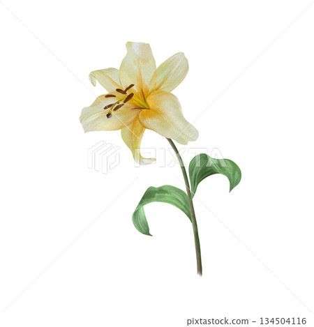 White lily flower with stem and leaf. Hand drawn watercolor illustration, isolated. For wedding invitations, birthday cards. Suitable for Valentines Day, Annunciation, Easter, Epiphany and funerals. 134504116