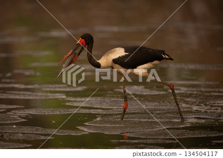 Saddle-billed stork walks carrying fish in beak 134504117