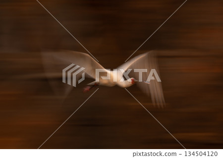 Slow pan of African spoonbill beating wings Slow pan of African spoonbill beating wings 134504120