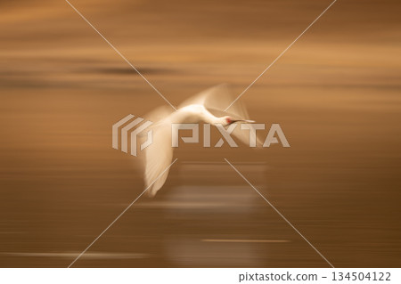 Slow pan of African spoonbill following river Slow pan of African spoonbill following river 134504122