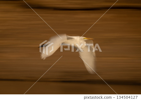 Slow pan of great egret above mudflat 134504127