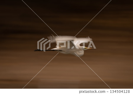 Slow pan of great egret above mudflats Slow pan of great egret above mudflats 134504128