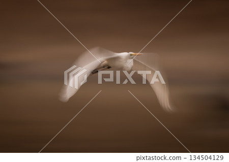 Slow pan of great egret above pond 134504129