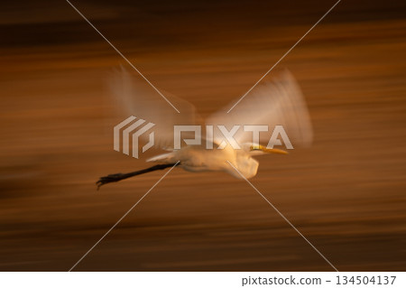 Slow pan of great egret against trees Slow pan of great egret against trees 134504137