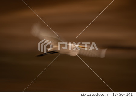Slow pan of great egret along riverbank 134504141