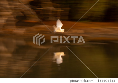Slow pan of great egret and reflection Slow pan of great egret and reflection 134504143