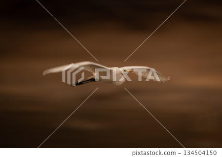 Slow pan of great egret following water Slow pan of great egret following water 134504150