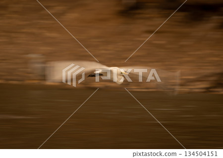 Slow pan of great egret following waterway Slow pan of great egret following waterway 134504151