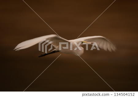 Slow pan of great egret gliding along Slow pan of great egret gliding along 134504152