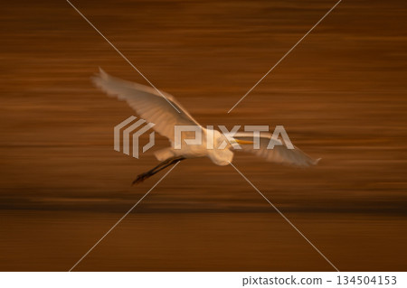 Slow pan of great egret gliding by Slow pan of great egret gliding by 134504153