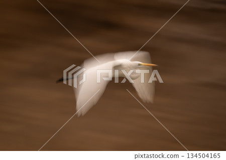 Slow pan of great egret over mudflat Slow pan of great egret over mudflat 134504165