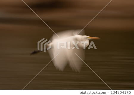 Slow pan of great egret over riverbed Slow pan of great egret over riverbed 134504170