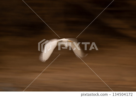 Slow pan of great egret over undergrowth Slow pan of great egret over undergrowth 134504172