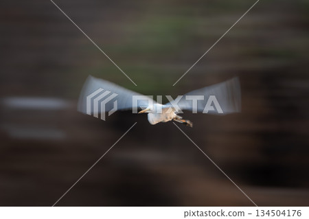 Slow pan of great egret passing foliage Slow pan of great egret passing foliage 134504176