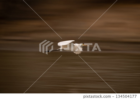 Slow pan of great egret passing mudflats 134504177