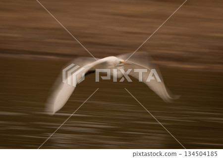 Slow pan of great egret skimming pool Slow pan of great egret skimming pool 134504185