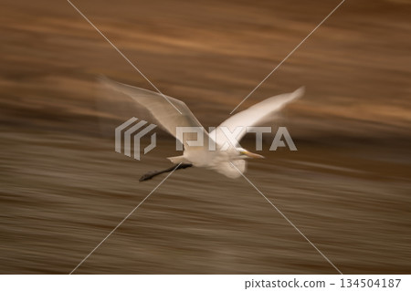 Slow pan of great egret skimming river 134504187