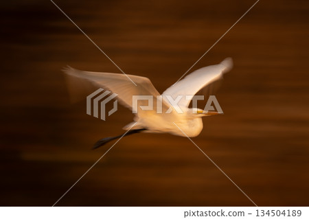 Slow pan of great egret soaring past Slow pan of great egret soaring past 134504189
