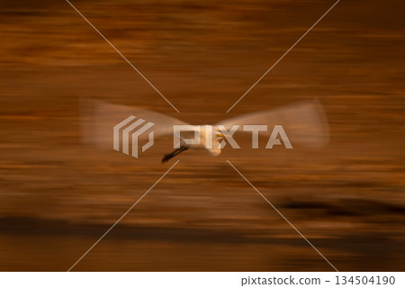 Slow pan of great egret spreading wings Slow pan of great egret spreading wings 134504190