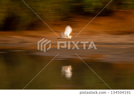 Slow pan of great egret with reflection 134504191