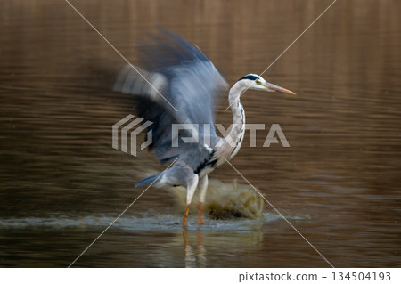 Slow pan of grey heron fluttering wings Slow pan of grey heron fluttering wings 134504193
