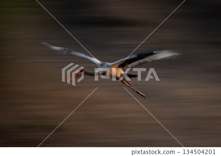 Slow pan of saddle-billed stork flying by Slow pan of saddle-billed stork flying by 134504201