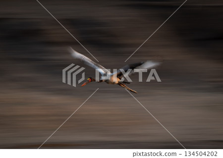 Slow pan of saddle-billed stork flying past 134504202