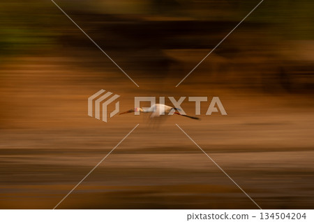 Slow pan of yellow-billed stork in wood 134504204