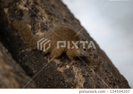 Smith bush squirrel watches camera from tree Smith bush squirrel watches camera from tree 134504207
