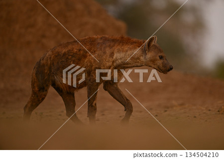Spotted hyena passes termite mound lifting foot Spotted hyena passes termite mound lifting foot 134504210