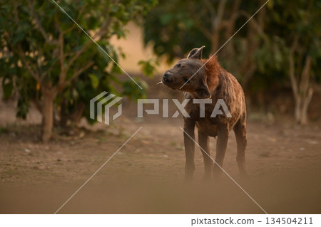 Spotted hyena standing on grass shaking head Spotted hyena standing on grass shaking head 134504211