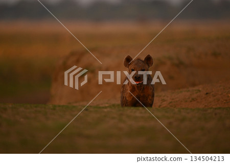 Spotted hyena stands behind bank with catchlights Spotted hyena stands behind bank with catchlights 134504213