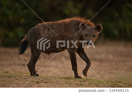 Spotted hyena stands on grass lifting forefoot 134504215