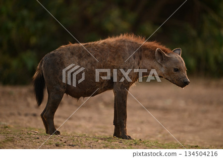 Spotted hyena stands on grass looking down 134504216