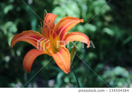 Needle flower Needle flower 134504364