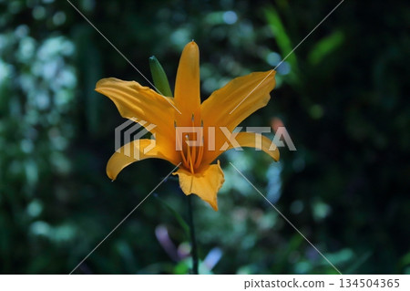 Needle flower Needle flower 134504365