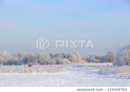 Winter landscape in central Russia.Fabulous beautiful trees in a thick layer of frost and snow during a severe frost.Beautiful winter invitation card for tourists. 134504764